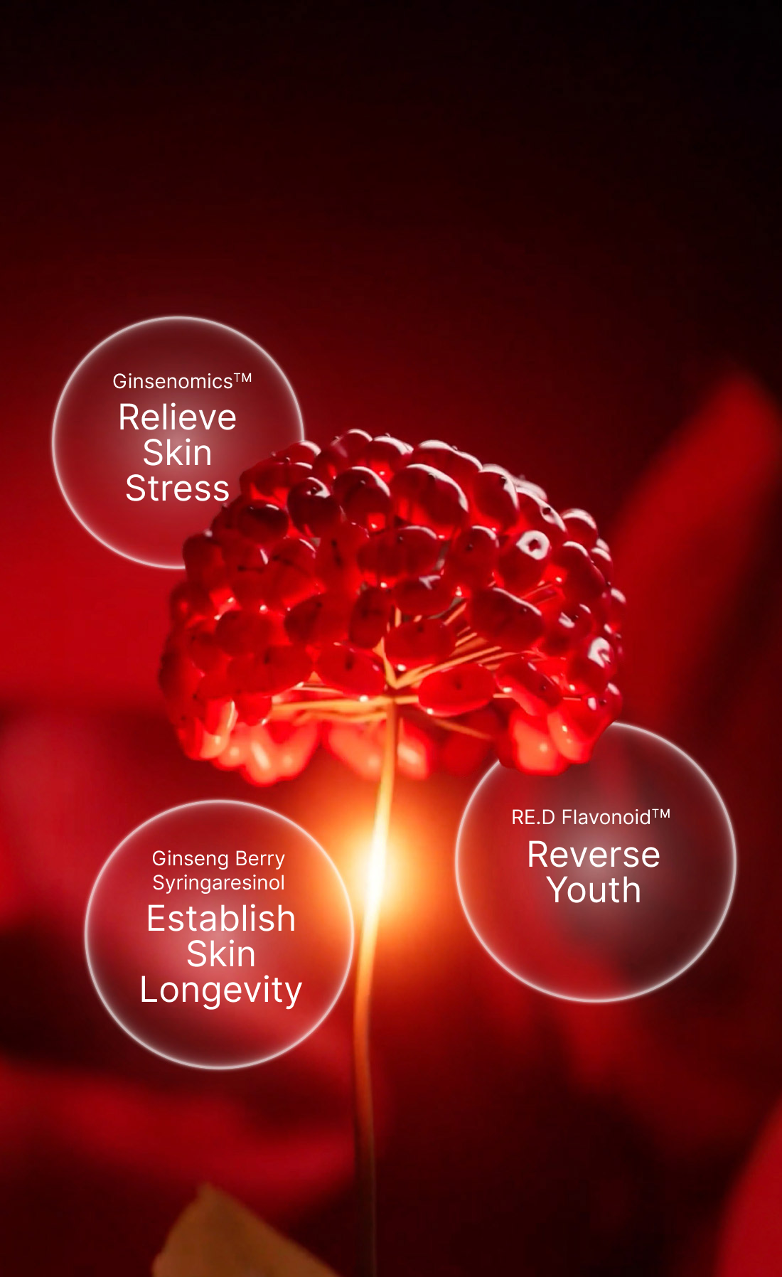 Sulwhasoo,International,<p></p>