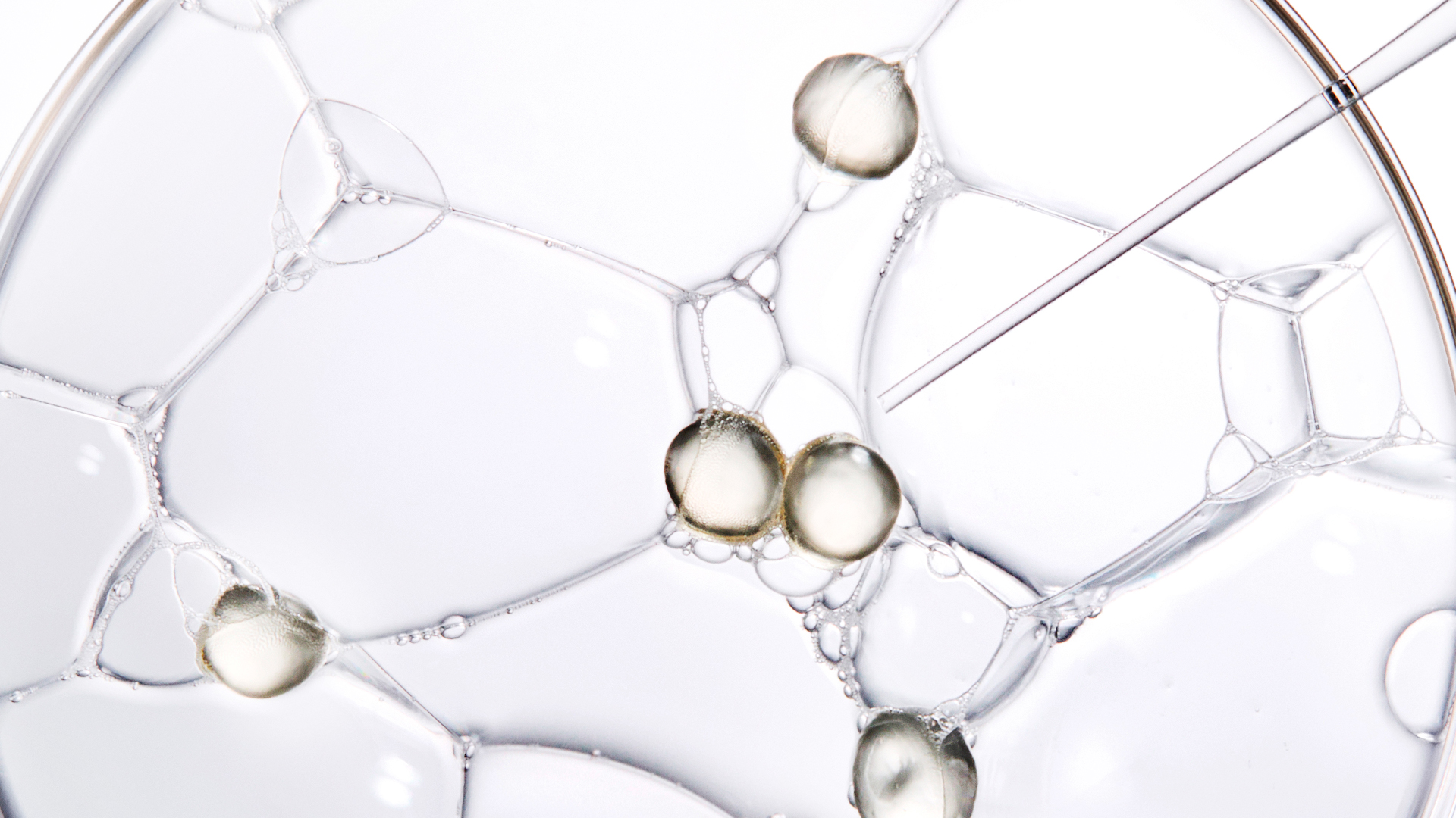 AP BEAUTY,International,<p>Title text, Lorem Ipsum is simply dummy text</p>