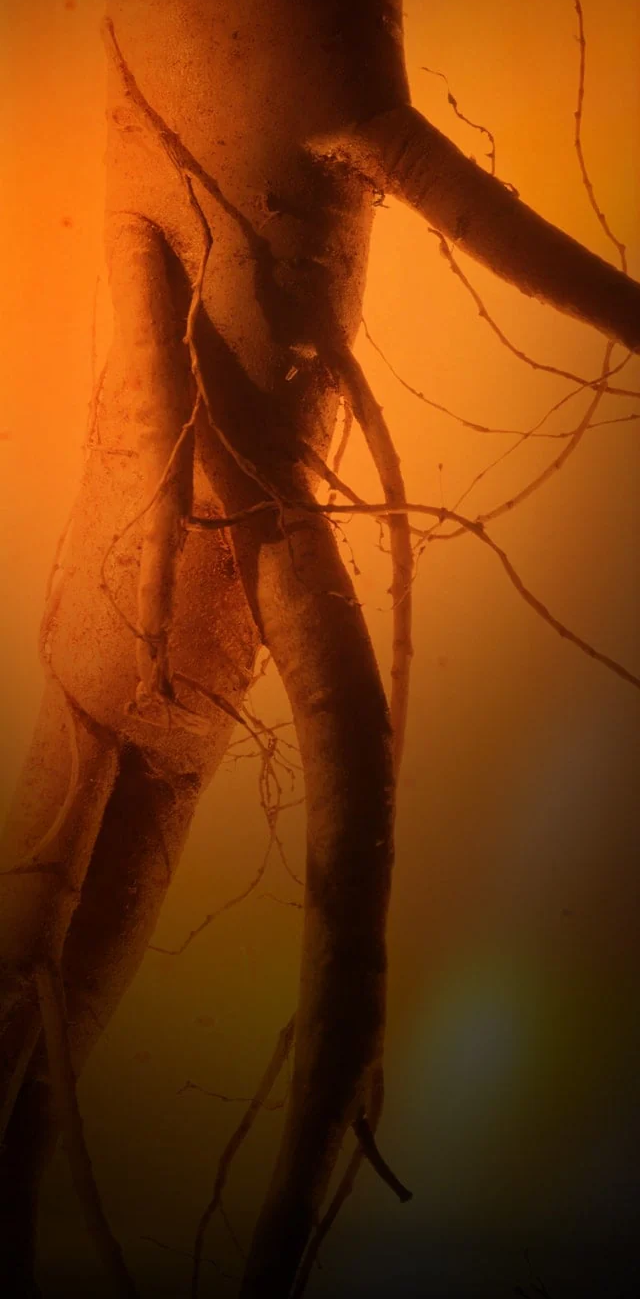 Sulwhasoo,Indonesia,<p></p>