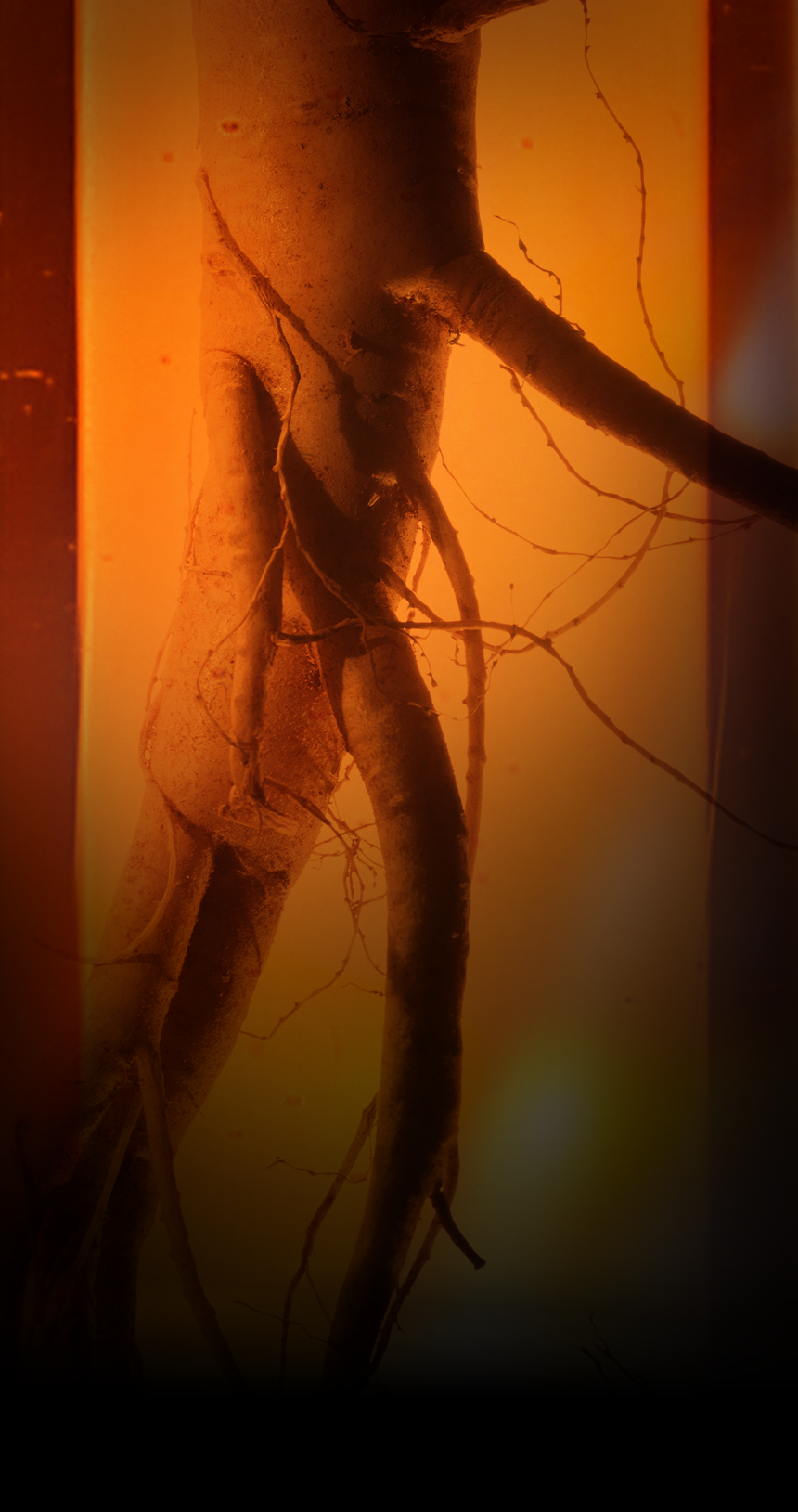 Sulwhasoo,International,<p></p>