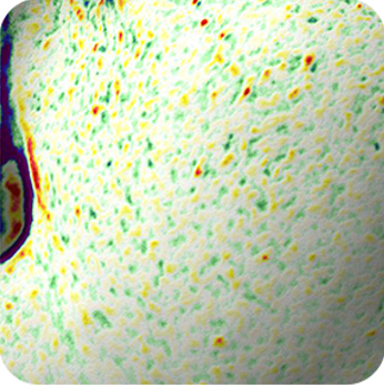 LANEIGE,International