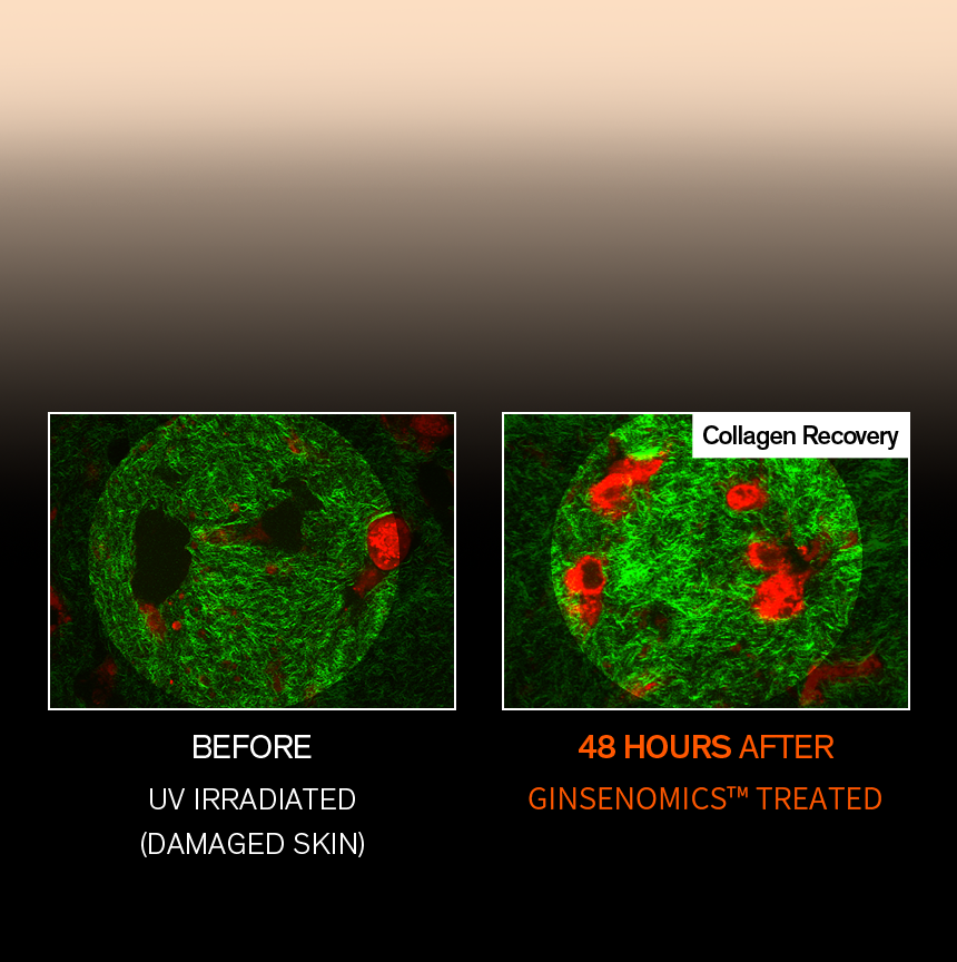 Sulwhasoo,International,<p></p>