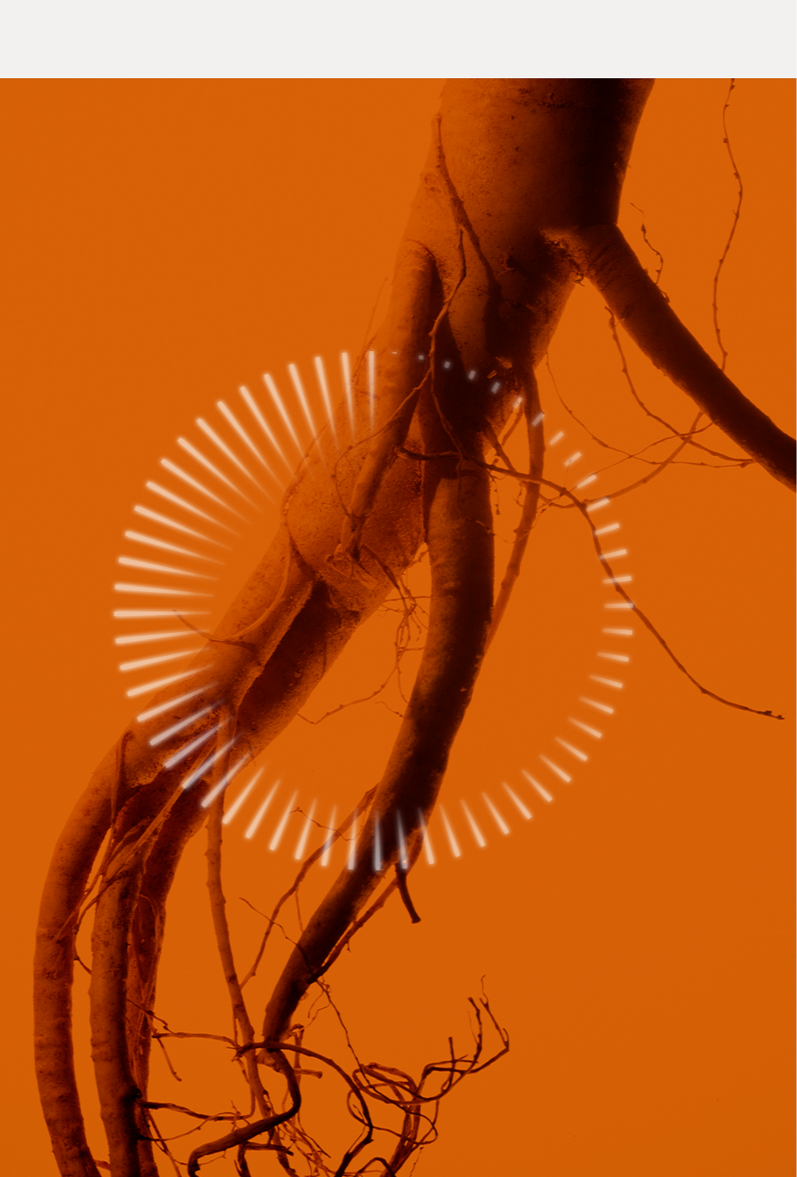 Sulwhasoo,International,<p></p><p></p><p></p><p></p><p></p><p></p><p>MOISTURE</p><p>CIRCULATION</p><p>BOOSTING</p>