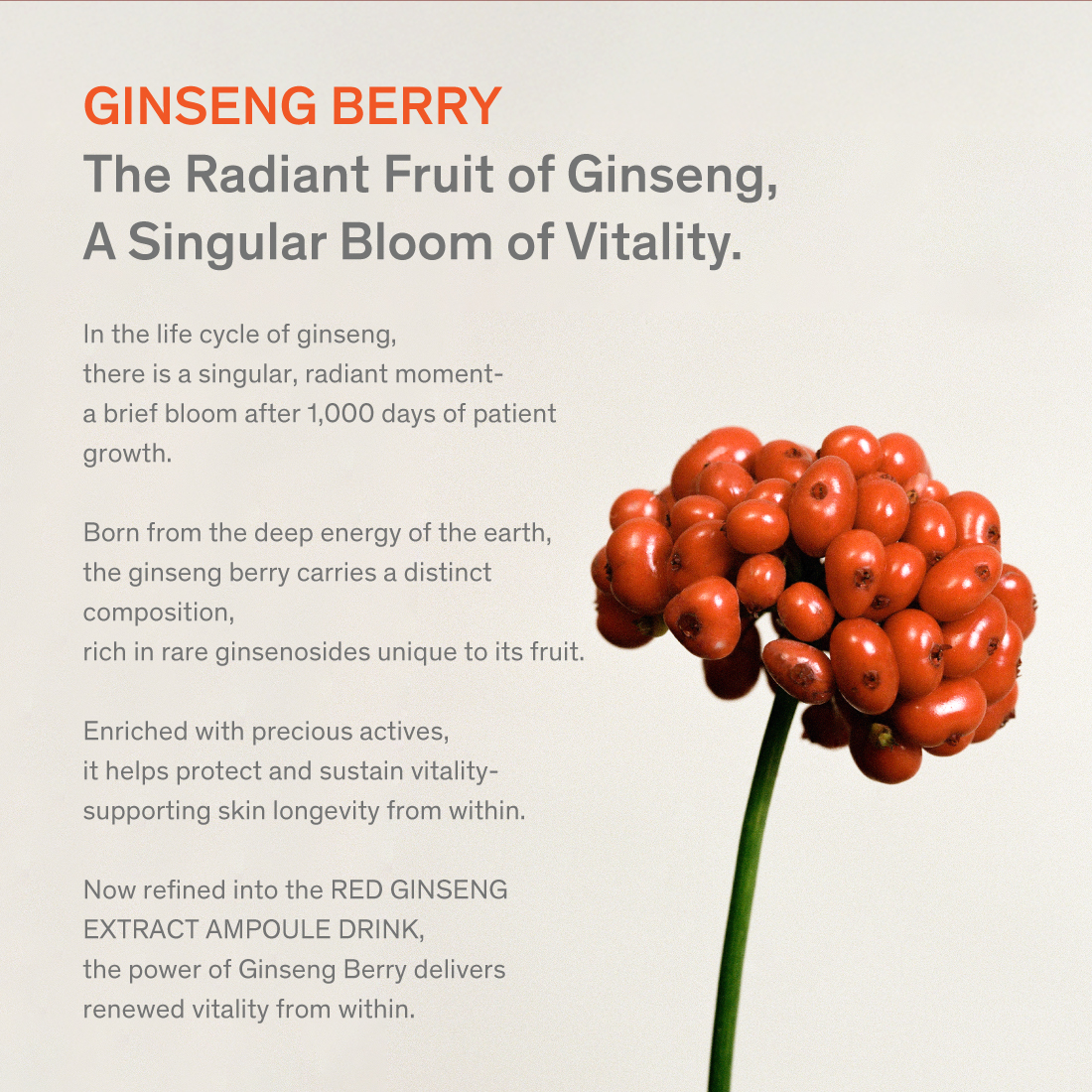 Red Ginseng Extract Ampoule Drink 20g x 30