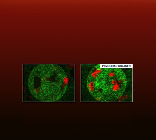 Sulwhasoo,Indonesia,<p></p>