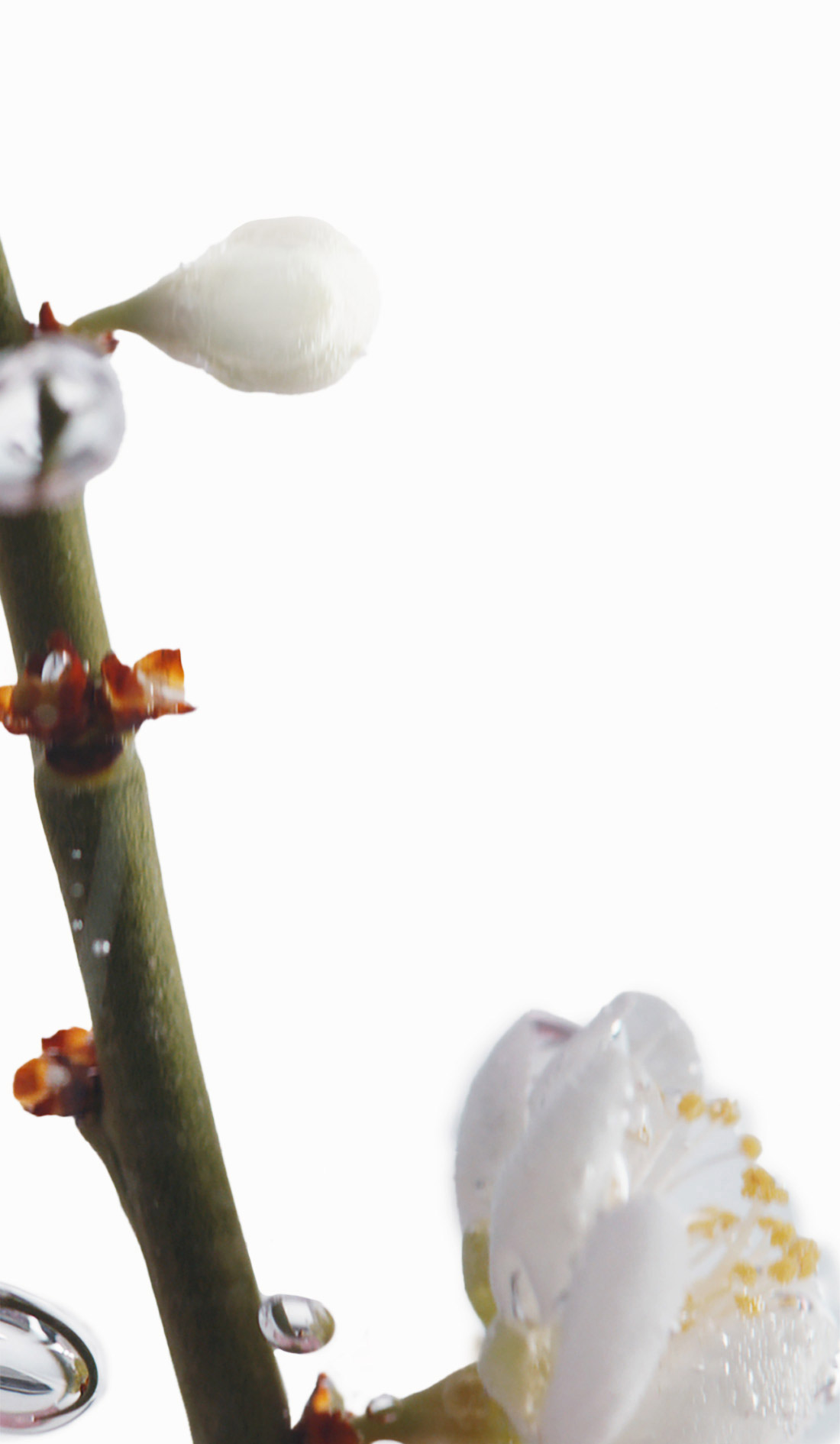 Sulwhasoo,International,02